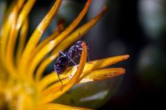 Liometopum apiculatum