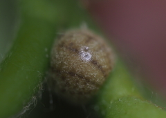 Kermesidae