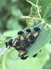 Chelymorpha cassidea