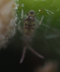 Entomobrya nivalis