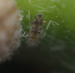 Entomobrya nivalis