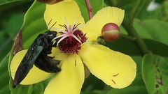 Xylocopa flavonigrescens