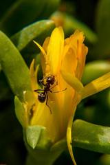 Liometopum apiculatum