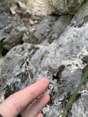 Arabis crucisetosa