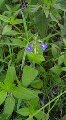 Salvia tehuacana