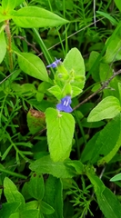 Salvia tehuacana