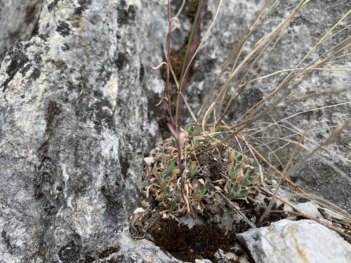 Arabis crucisetosa observed 2021-06-10