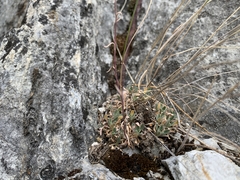 Arabis crucisetosa