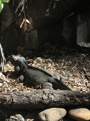 Cyclura