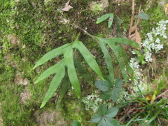 Pleopeltis pleopeltifolia