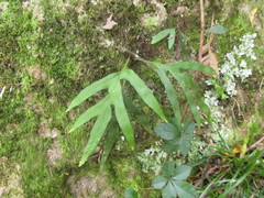 Pleopeltis pleopeltifolia