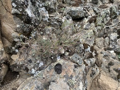 Boechera cascadensis