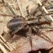 Xerolycosa miniata - Photo (c) Accipiter,  זכויות יוצרים חלקיות (CC BY)