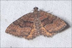 Chrysolarentia bichromata