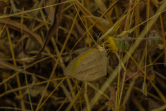Eurema laeta