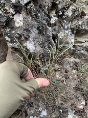 Boechera cascadensis