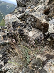 Boechera cascadensis