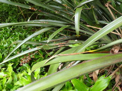 Copeoglossum aurae