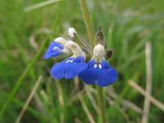 Salvia procurrens