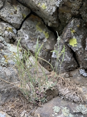 Boechera cascadensis