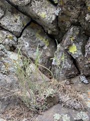 Boechera cascadensis