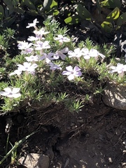 Phlox austromontana