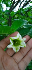 Hintonia