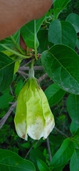 Hintonia