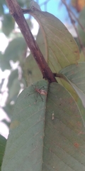 Heteroptera