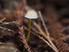 Mycena subviscosa