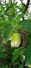 Hintonia