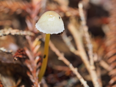 Mycena subviscosa