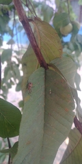 Heteroptera