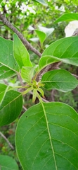 Hintonia