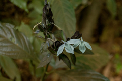 Ecbolium ligustrinum