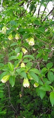 Hintonia