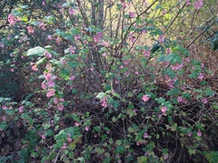 Ribes sanguineum glutinosum