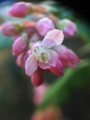 Ribes sanguineum glutinosum