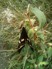 Papilio cacicus