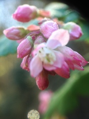Ribes sanguineum glutinosum