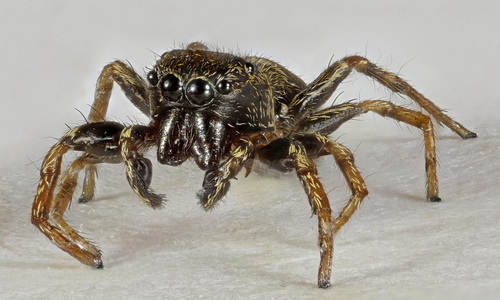 Heliophanus flavipes