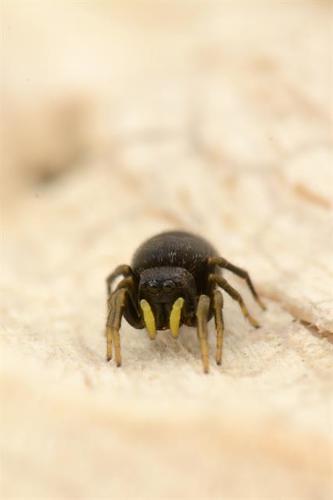 Heliophanus flavipes