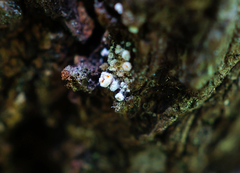 Lachnellula resinaria