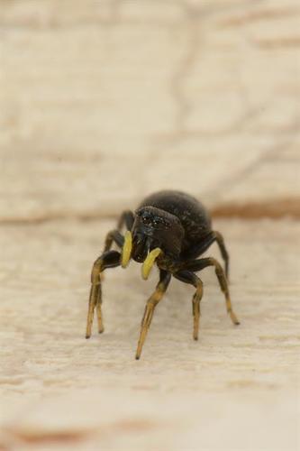 Heliophanus flavipes