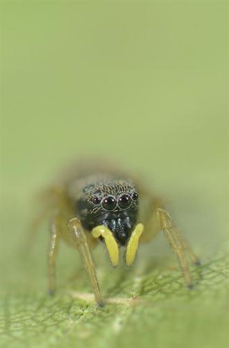Heliophanus flavipes