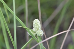 Cyperus sesquiflorus