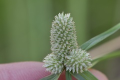 Cyperus sesquiflorus