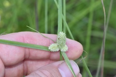 Cyperus sesquiflorus