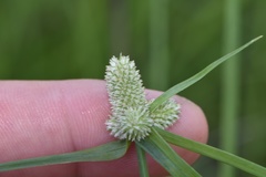 Cyperus sesquiflorus