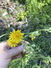 Crepis tectorum